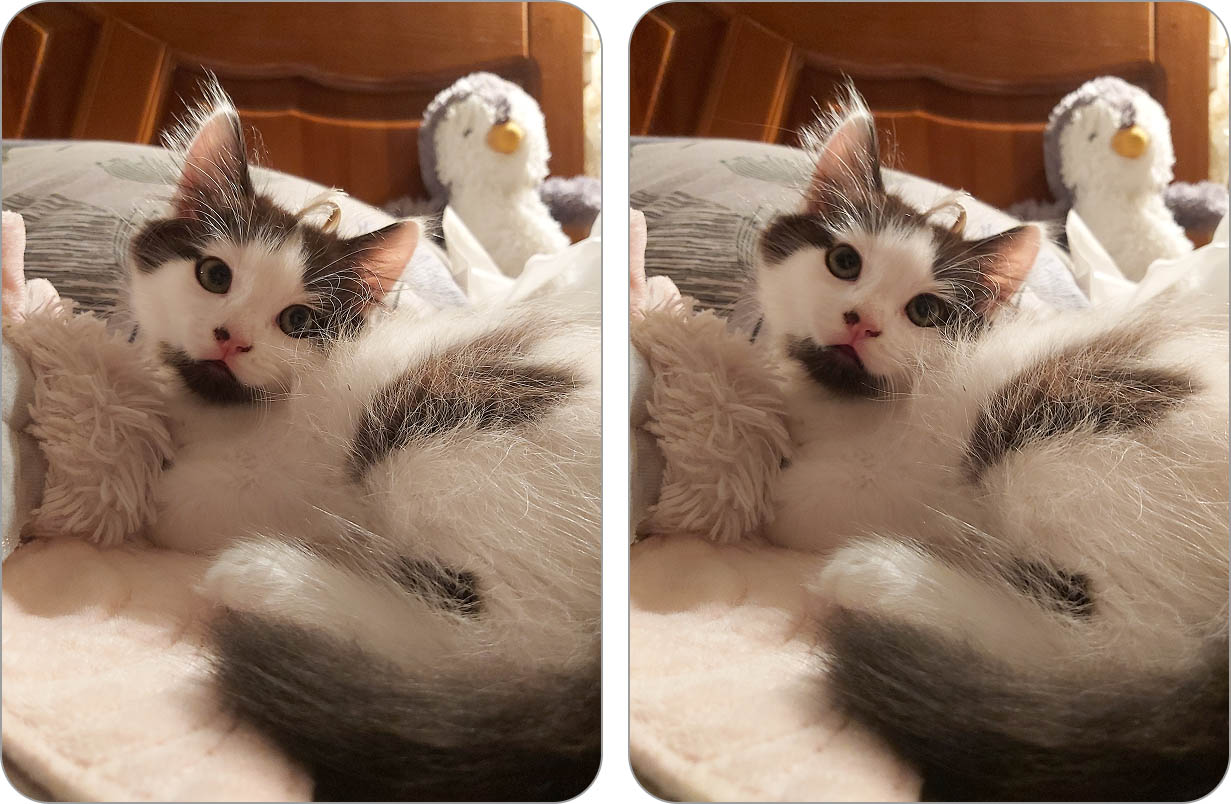 Examples of duplicate photos.
