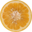 Labidus