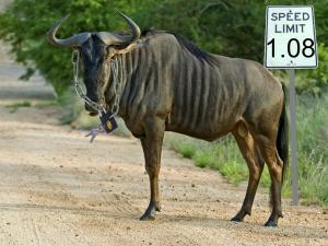 gnu.jpg