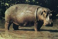 ippopotamo-04.jpg