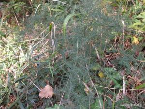 Asparagus_acutifolius.jpg