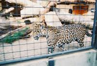zooleopard.jpg