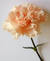 carnation11.jpg