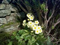 nature01465.jpg