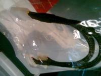 Cable to power HDD befoer I cut.jpg