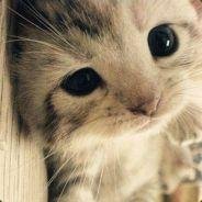 mewstar_