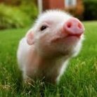 SniperPiglet