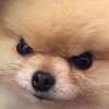 Borkie