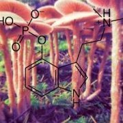ShroomKing