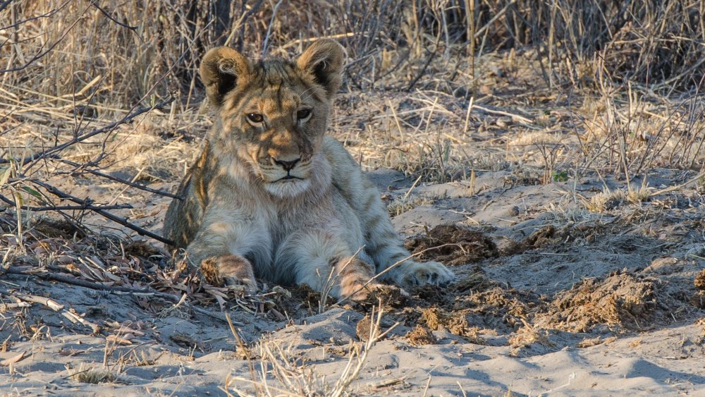 656911604_LionCub.thumb.jpg.f3e411a636f7348a04a54aa63294f37e.jpg
