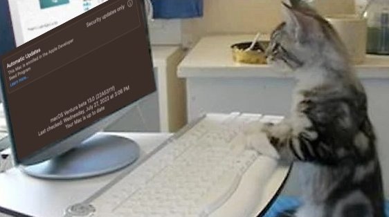 cat-check-updates.jpg.1a5114867c3cd1a04a0aaaf6ec0bf7eb.jpg