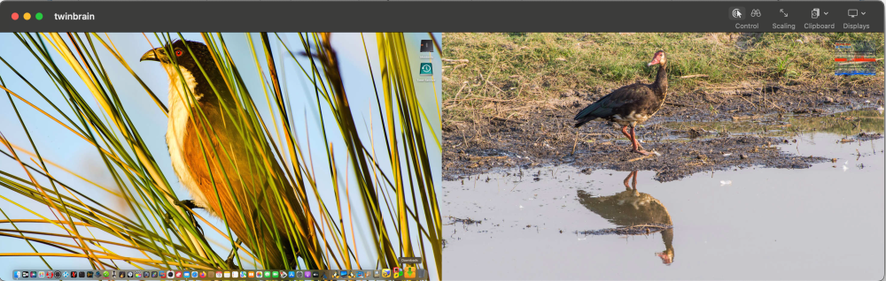 WOL:VNC dual screen.png
