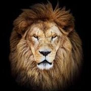 leo68464