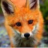 Red Fox