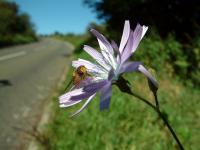 flowerandbee.JPG