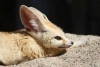Foxkeh