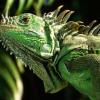 lizardous