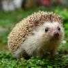 ahedgehog