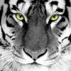 tigerwhite88