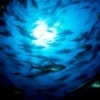 bluefin