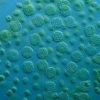 atomicmidi