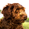 labradoedel