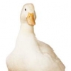 diesuno