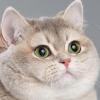 Jac0bas