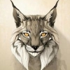Lynx khan