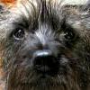 ralphultra