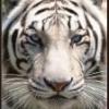 WHITETIGERX