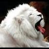 Luis R