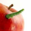 GreenWorm
