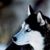 ShiroiHusky